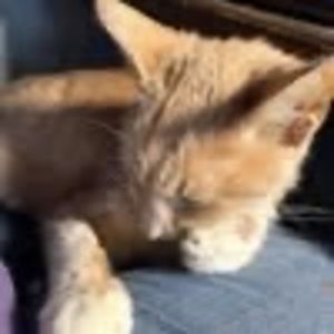 Meet your Posher, Suzi